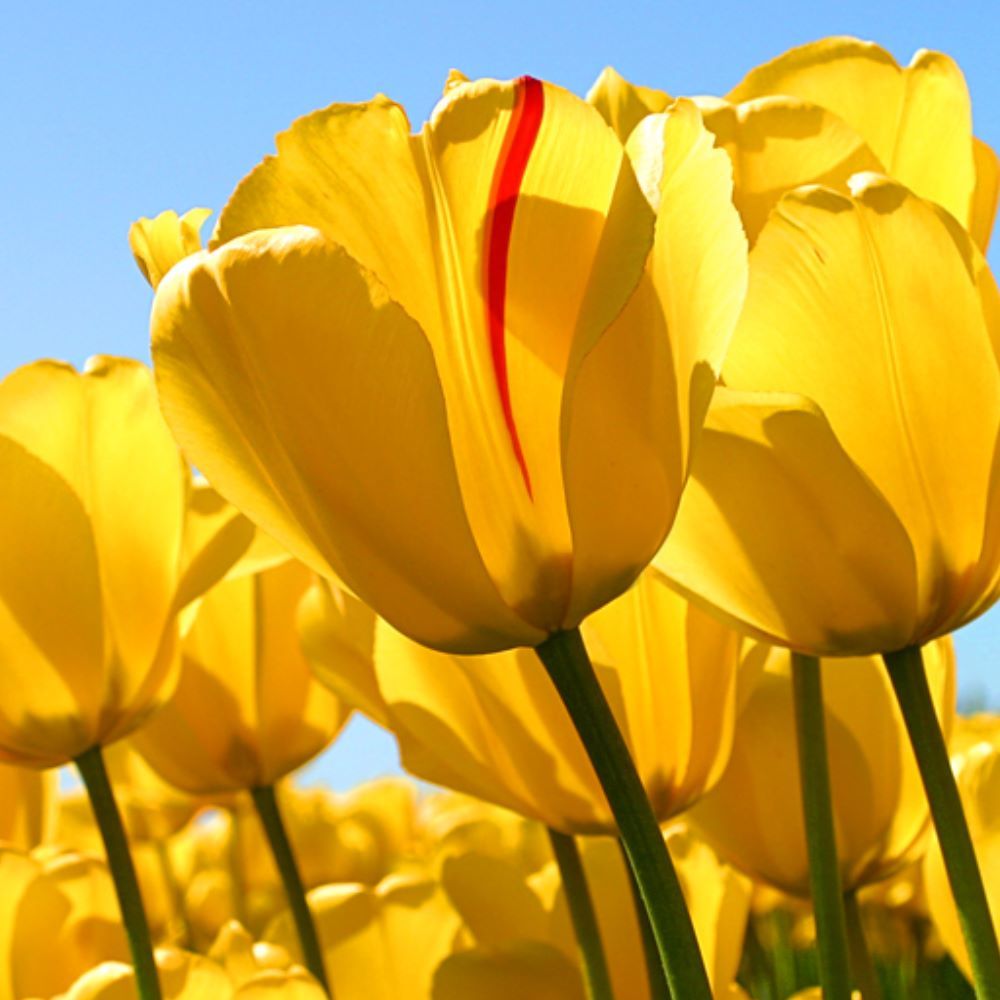 Meet your Posher, Marie